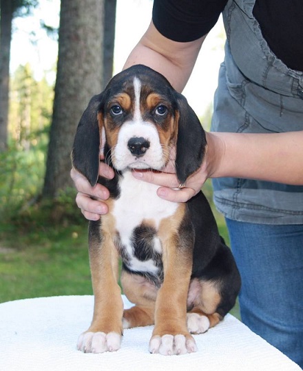 Tähtiajon Aamuvirkku....jpg