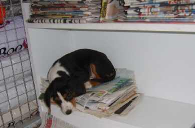 SV205087susan lempipaikka.JPG